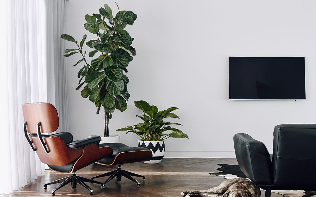 Keeping your timber floors looking good with pets