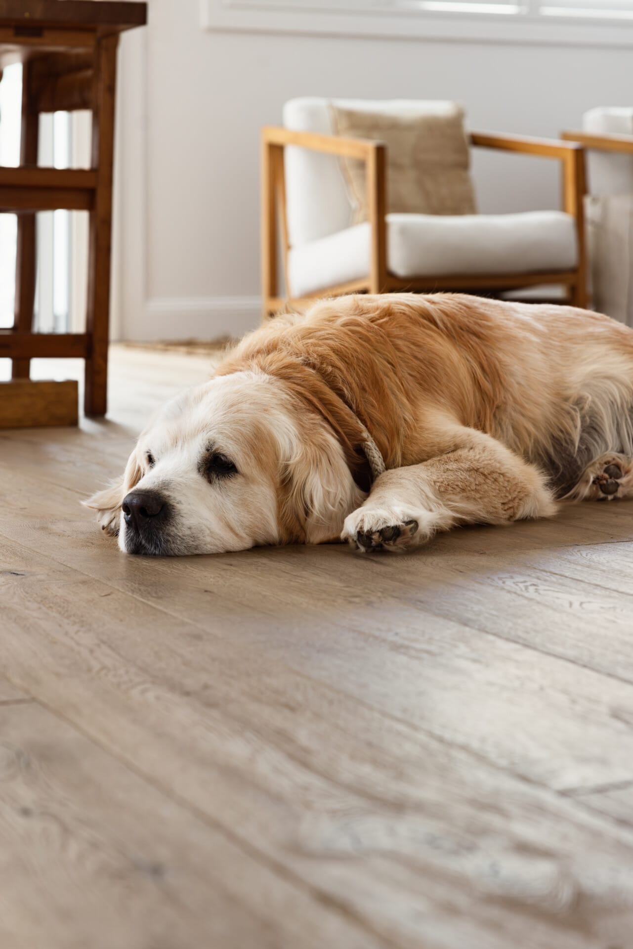 Golden retriever resting on light oak timber flooring in a bright modern living room.